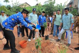 Bupati Lampung Barat bagikan ratusan bibit pohon alpukat kepada warga