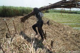 Target produksi tebu tergiling Jatim