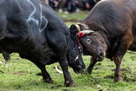 Menengok suasana perayaan Festival Obor di Sichuan, China