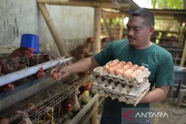 Jalan lebar peternak telur Waingapu dalam pelukan MBG