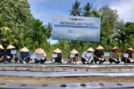 Kolaborasi BNNP dan BI Aceh ajak warga beralih tanam ganja ke cabai