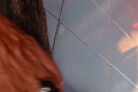 Disnakeswan Lebak optimalkan vaksinasi anti rabies hewan peliharaan