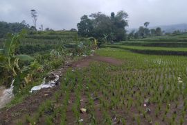 BPTPH Jabar memastikan sawah terdampak bencana masih bisa berproduksi
