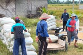 Produksi beras konsumsi diprediksi mencapai 2,28 juta ton pada Juni 2025