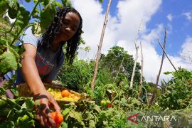 Cerita Lodiana, petani muda di NTT sukses biayai sekolah dari hasil pertanian