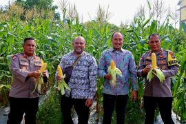 Polres Natuna panen 12.000 bongkol jagung