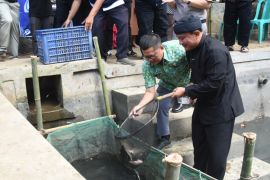 Pemkab Kuningan: Program Pasukan Paus mulai membuahkan hasil