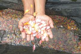 Budi daya ikan hias glofish di Tulungagung