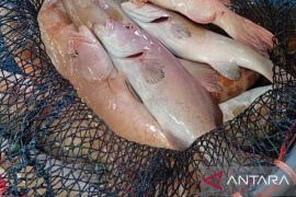 BKHIT sebut Ekspor komoditas perikanan Maluku tembus Rp448 miliar semester I 2025