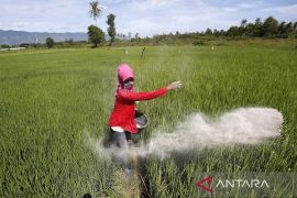 Pemerintah Aceh relokasi 1.831 ton pupuk subsidi dari Aceh Jaya
