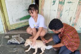Cegah rabies, Dinas Ketapang Serdang Bedagai vaksinasi hewan
