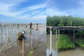 Chandra Asri Group gandeng masyarakat Desa Tengkurak tanam mangrove