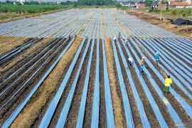 Penggunaan plastik mulsa untuk pertanian