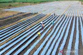 Strategi petani Sidoarjo, pasang plastik mulsa guna antisipasi gulma dan hama di musim kemarau basah