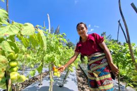 Gagal di perantauan, Yunita justru sukses di kampung halamannya di TTS