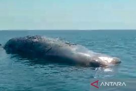 Bangkai seekor paus ditemukan terdampar di perairan Sletreng Situbondo