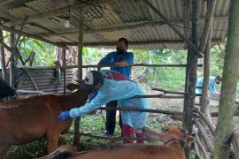 DKPP Bintan vaksinasi 200 ternak sapi guna cegah penyebaran PMK