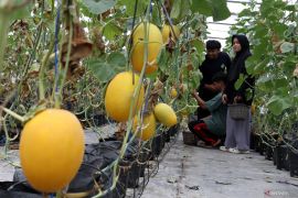 Wisata petik melon milik BumDes di Malang