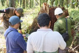 BKSDA Sampit observasi pasca serangan beruang