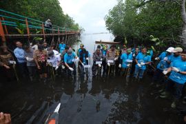 PT Vale tanam 2.000 bibit mangrove dan restorasi terumbu karang peringati Hari Mangrove