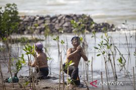 Peringatan hari mangrove sedunia