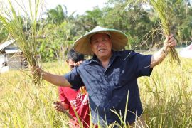 Belitung Timur integrasikan padi sawah dengan ternak sapi