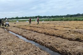 Pemkab Pasaman Barat optimis capai luas tanam padi 20.321 hektare pada 2025