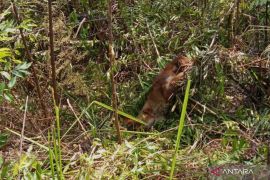 Seekor Kucing emas di Pasaman terperangkap jerat babi (Video)