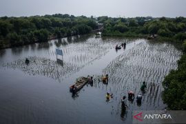 Penanaman bibit mangrove  untuk pelestarian ekosistem pesisir di Tangerang