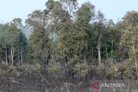 Revisi Perda, Kalsel perkuat kesiapsiagaan penanggulangan karhutla