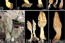 Spesies baru jamur morel berhasil ditemukan di Gunung Rinjani