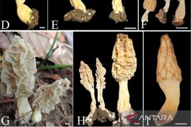 Spesies baru jamur morel ditemukan di Gunung Rinjani
