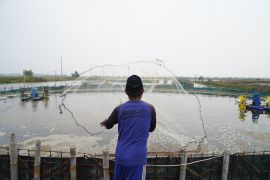 Budi daya udang vaname kolaborasi Dompet Dhuafa, Audy Dental, dan ROIS OJK