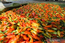 Harga cabai tiung capai Rp60 ribu per kg di Pasar Barabai HST