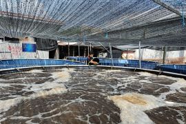 "Bioflok" upaya tingkatkan produksi ikan nila ramah lingkungan