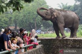 Margasatwa Ragunan tegaskan jaguar "Jalu" dirawat dengan baik