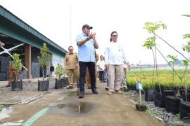 Bupati Bogor gandeng Balai Persemaian Rumpin perluas ruang terbuka hijau