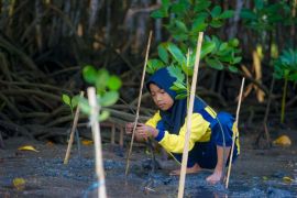 Ekowisata Bale Mangrove Jerowaru binaan PLN NTB tunjukkan kepedulian lingkungan