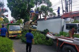 Pohon tumbang timpa dua mobil saat antre BBM di SPBU