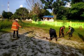 Disdamkarmat Natuna evakuasi ular piton 5 meter dari pesantren