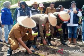 Pemprov: realisasi penanaman padi gogo  di Maluku capai 54 persen