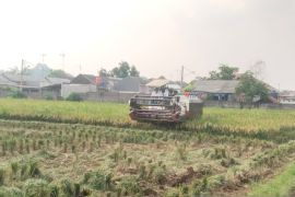 Kabupaten Karawang terus kejar produksi padi tahun 2025