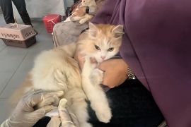 Cegah rabies, Kota Bogor gelar vaksinasi gratis kucing hingga musang