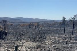 Petani di Latakia-Suriah kehilangan pekerjaan akibat kebakaran hebat