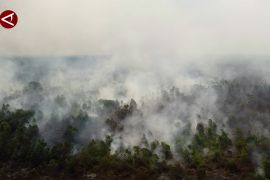 BPBD tangani puluhan hektare lahan terbakar di Mempawah