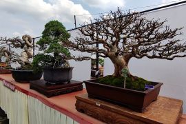 Memantik ekonomi kreatif masyarakat melalui Festival Bonsai Semarang