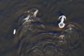 Menteri LH turun tangan pulihkan ekosistem Pesut Mahakam