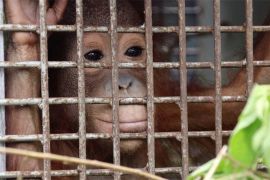 Peran strategis BKSDA Kalbar dalam pelestarian satwa dilindungi