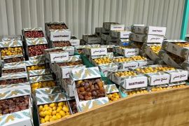 Qatar gelar Festival Kurma untuk promosikan produk pertanian lokal