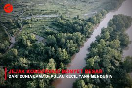 Feature - Jejak Konservasi Monyet Besar dari Dunia Lama di Pulau Kecil yang Mendunia Bagian 1